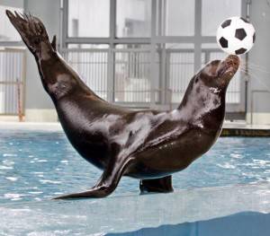 sea lion balances a soccer