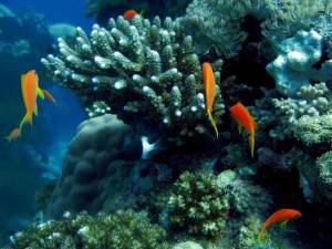 A picture shows coral reefs at the Obhor