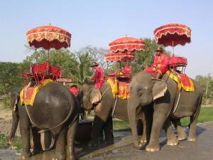thailandia-elefanti-tour