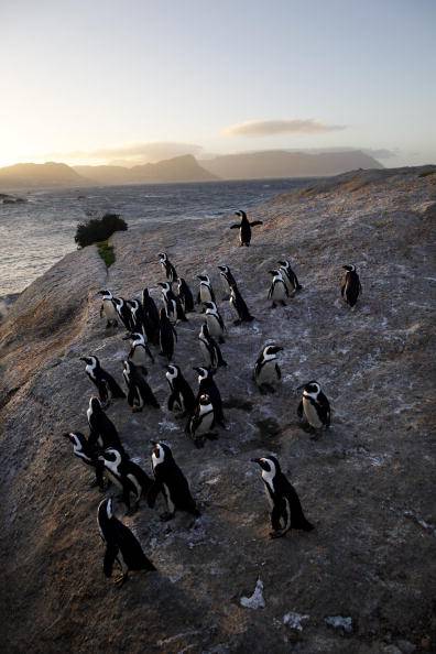 Sudafrica, Boulders Beach: la spiaggia dove prendere il sole con i