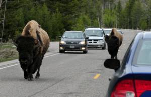 American Bison (also known as Buffalo) j