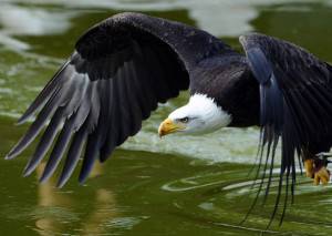 A fishing eagle flies during a birds of