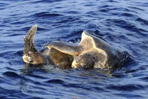 Mating olive ridley sea turtles are spot