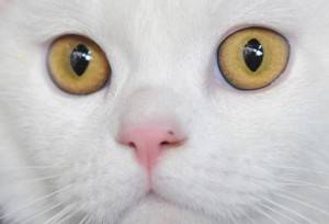 A cat looks on during a cat exhibition i