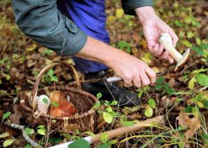 FRANCE-NATURE-MUSHROOMS