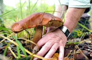 FRANCE-NATURE-MUSHROOMS
