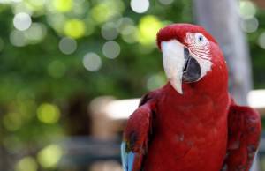 FRANCE-ANIMAL-PARROT