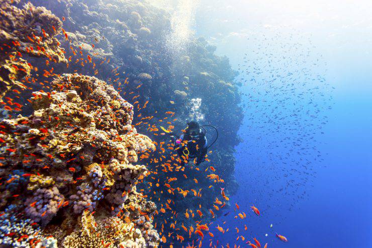 immersioni barriera corallina