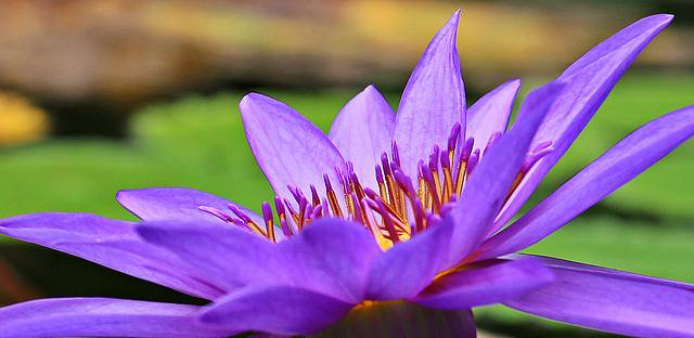 water-lily-1540434_640