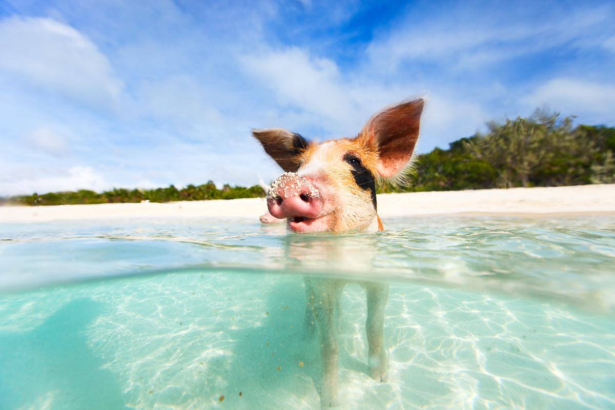 Pig Beach, un paradiso per chi ama gli animali