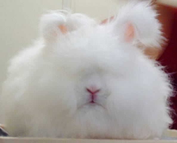 coniglio d'angora