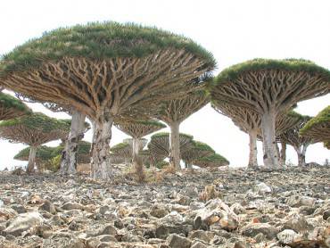 isola di Socotra