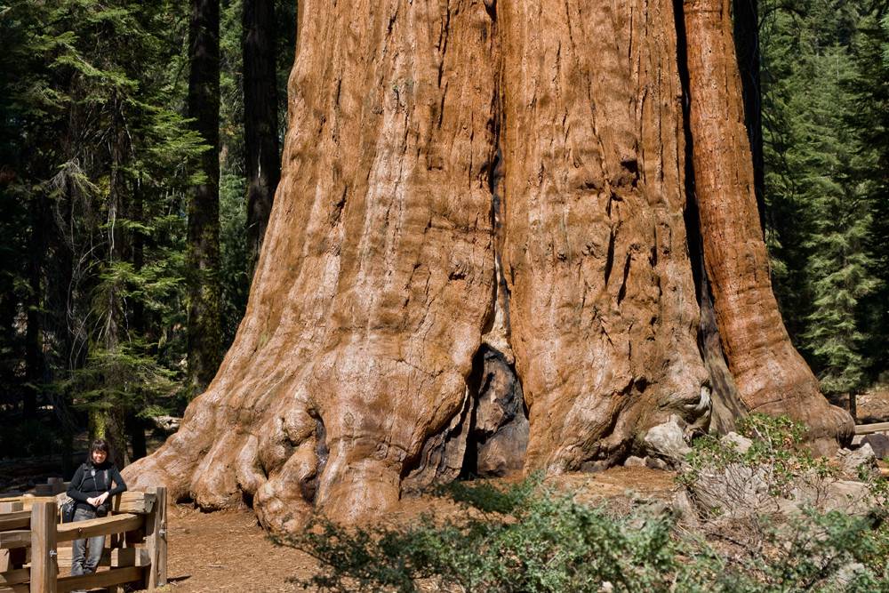 Ecco l’albero più grande del mondo, si trova a…