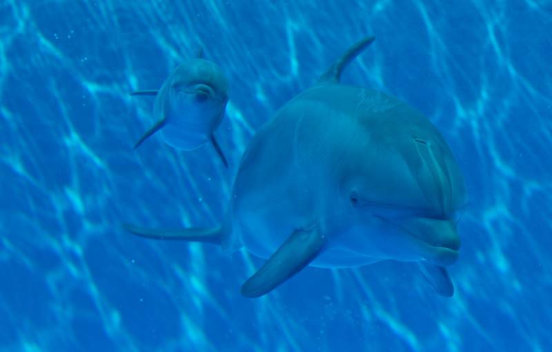 Fonte immagine: Acquario di Genova