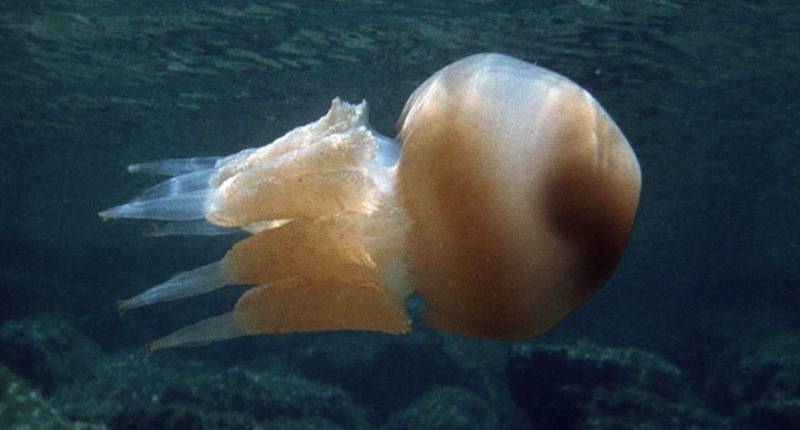 Medusa invasione Dorset