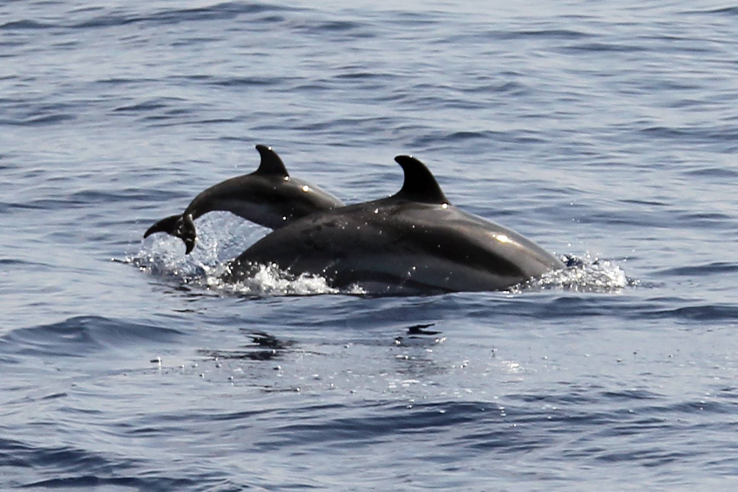 A blue-white dolphin with a baby swims in the Mediterranean sea on August 23, 2012 off the coasts of Nice, southeastern France.  AFP PHOTO / VALERY HACHE        (Photo credit should read VALERY HACHE/AFP/GettyImages)