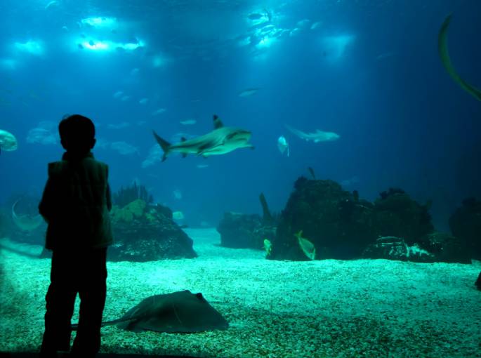 Underwater life