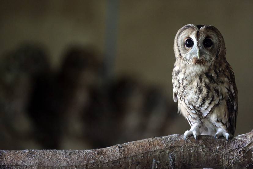TAUNTON, ENGLAND - AUGUST 28:  A rescued young tawny owl perches on a branch as it waits to be released back into the wild at the RSPCA West Hatch Wildlife Centre on August 28, 2012 in Taunton, England. Between January and the end of July, 33 of the baby birds were taken to the RSPCA centre in Somerset for care, a large increase on previous years. Although the exact reason for this rise is unclear, it is thought the topsy-turvy weather conditions and some extremely windy days through the spring and summer may have contributed.  (Photo by Matt Cardy/Getty Images)