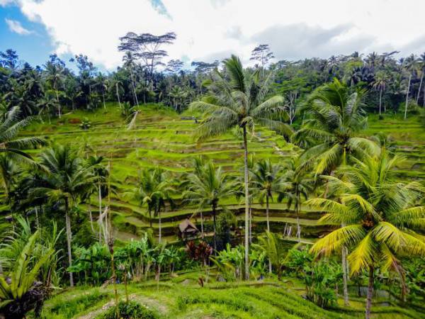 Ubud, Bali (Thinkstock)