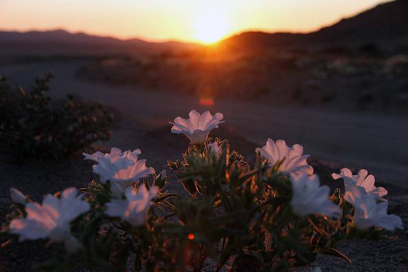 Flowers bloom at the Huasco region on the Atacama desert, some 600 km north of Santiago on November 27, 2015. A gigantic mantle of multicolored flowers covers the Atacama Desert, the driest in the world, with an intensity not seen in decades, an effect caused by the El Niño phenomenon, which alters weather patterns across the Pacific basin. AFP PHOTO / CARLOS AGUILAR (Photo credit should read CARLOS AGUILAR/AFP/Getty Images)