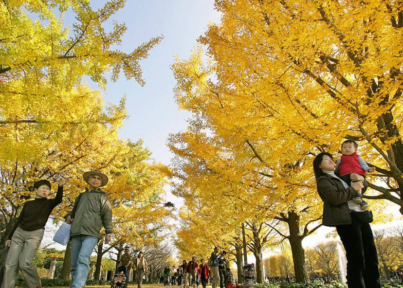TOKYO, JAPAN:  People take a stroll under ginkgo yellow leaves at Tokyo's Showa Kinen Park, 23 November 2004 on the Labor Thanksgiving Day, a national holiday.  Some 650 ginkgos have turned to their autumn colors.  AFP PHOTO/Kazuhiro NOGI  (Photo credit should read KAZUHIRO NOGI/AFP/Getty Images)