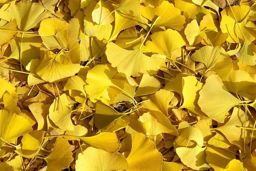 Washington, UNITED STATES:  Fan shaped leaves from a Ginko tree blanket the ground in Lafayette Park 30 November, 2006 in Washington, DC. AFP PHOTO/Karen BLEIER  (Photo credit should read KAREN BLEIER/AFP/Getty Images)