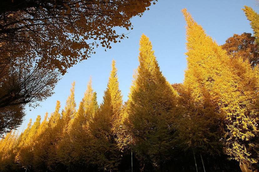 TOKYO - DECEMBER 6: Gingko trees stand in the autumn sun on December 6, 2006 in Tokyo, Japan. (Photo by Koichi Kamoshida/Getty Images )