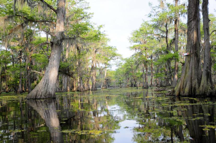 Louisiana Bayou (Thinkstock)