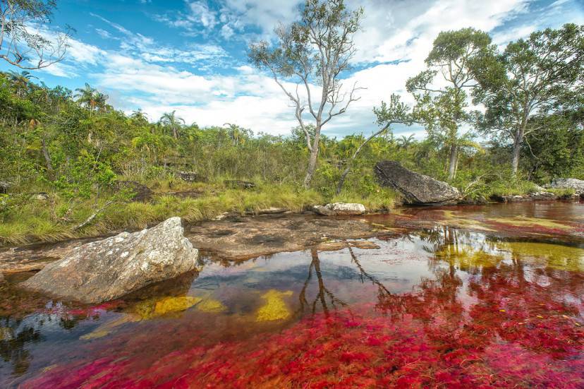 Il fiume Caño Cristales, Colombia (Foto di Mario Carvajal. Licenza CC BY 3.0 via Wikimedia Commons)