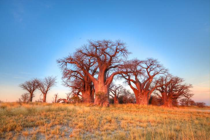 Botswana (ThinkStock by GettyImages)