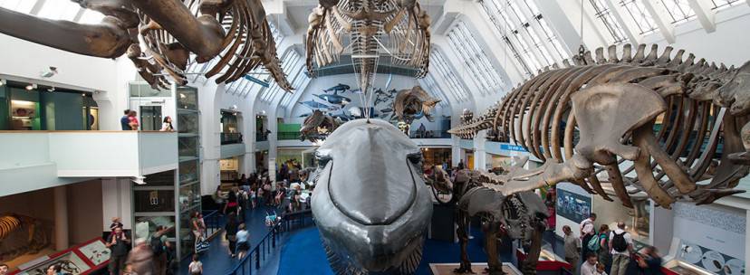http://www.nhm.ac.uk/visit/galleries-and-museum-map.html