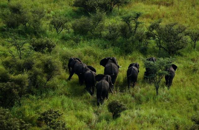 Boma National Park, Sud Sudan (Foto Facebook)