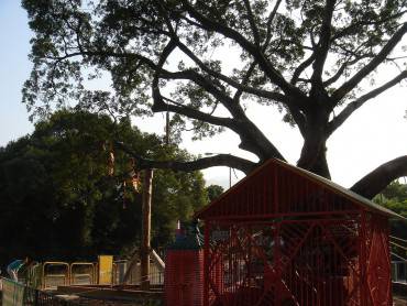 Lam Tsuen wishing trees, Hong Kong (Di mailer_diablo. CC BY-SA 3.0, Wikipedia)