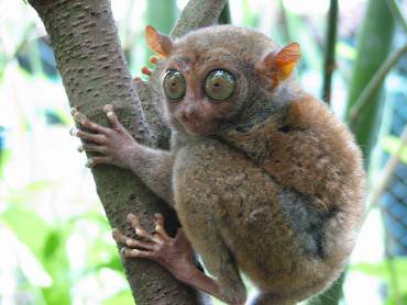 Tarsier di Bohol, Filippine (Foto di mtoz. CC BY-SA 2.0, Wikicommons)