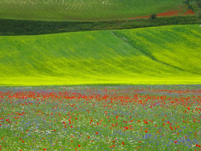 fields in bloom