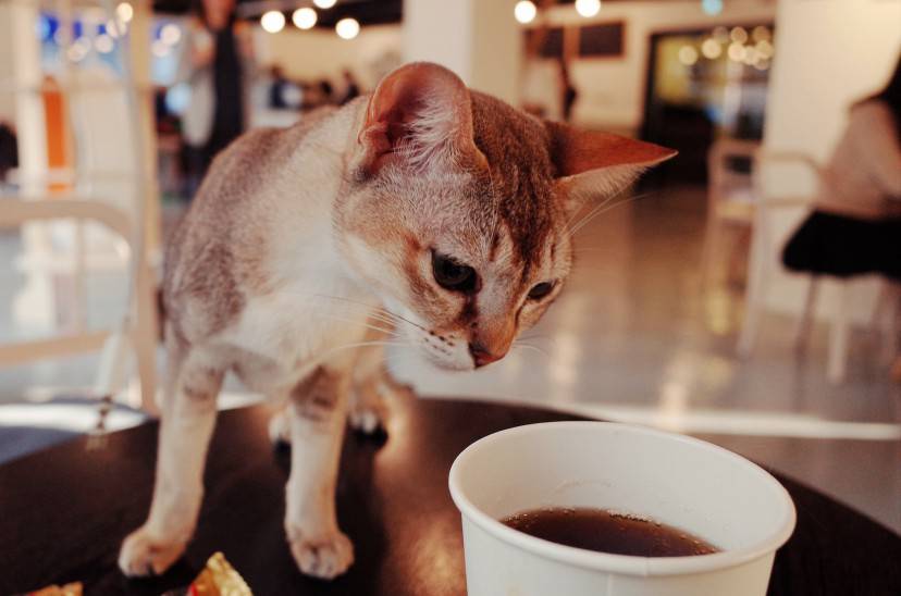Cat Cafè (Pixabay)