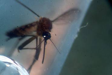 Aedes aegypti, la zanzara che trasmette il virus Zika (MARVIN RECINOS/AFP/Getty Images)