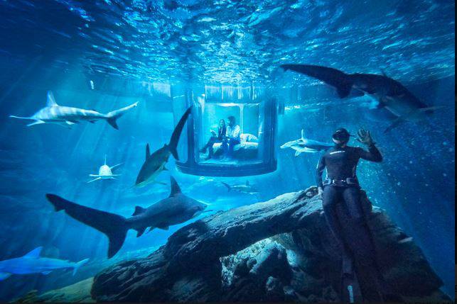 La camera nella vasca degli squali all'Acquario di Parigi (Foto Airbnb)