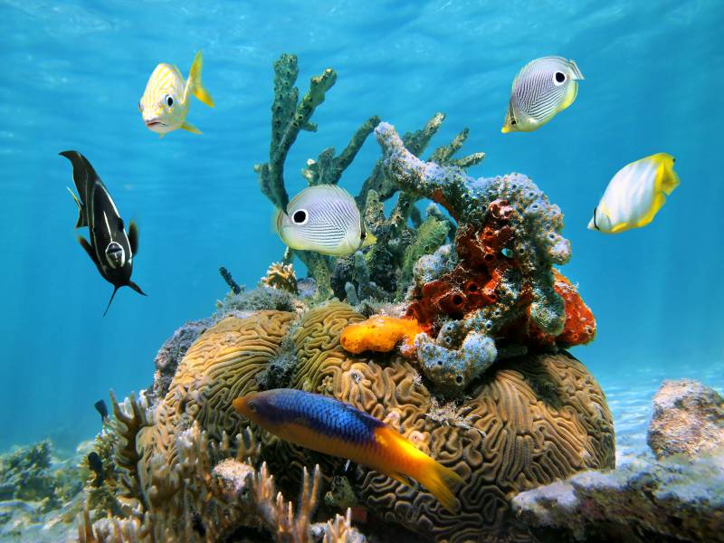 Brain coral with colorful sea sponges and tropical fish in the Caribbean sea