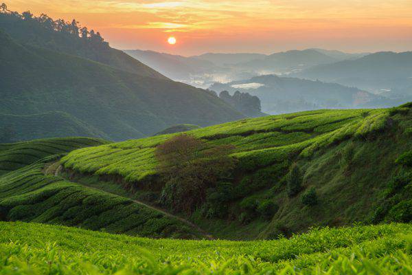 Cameron Highlands, Malesia (iSTock)