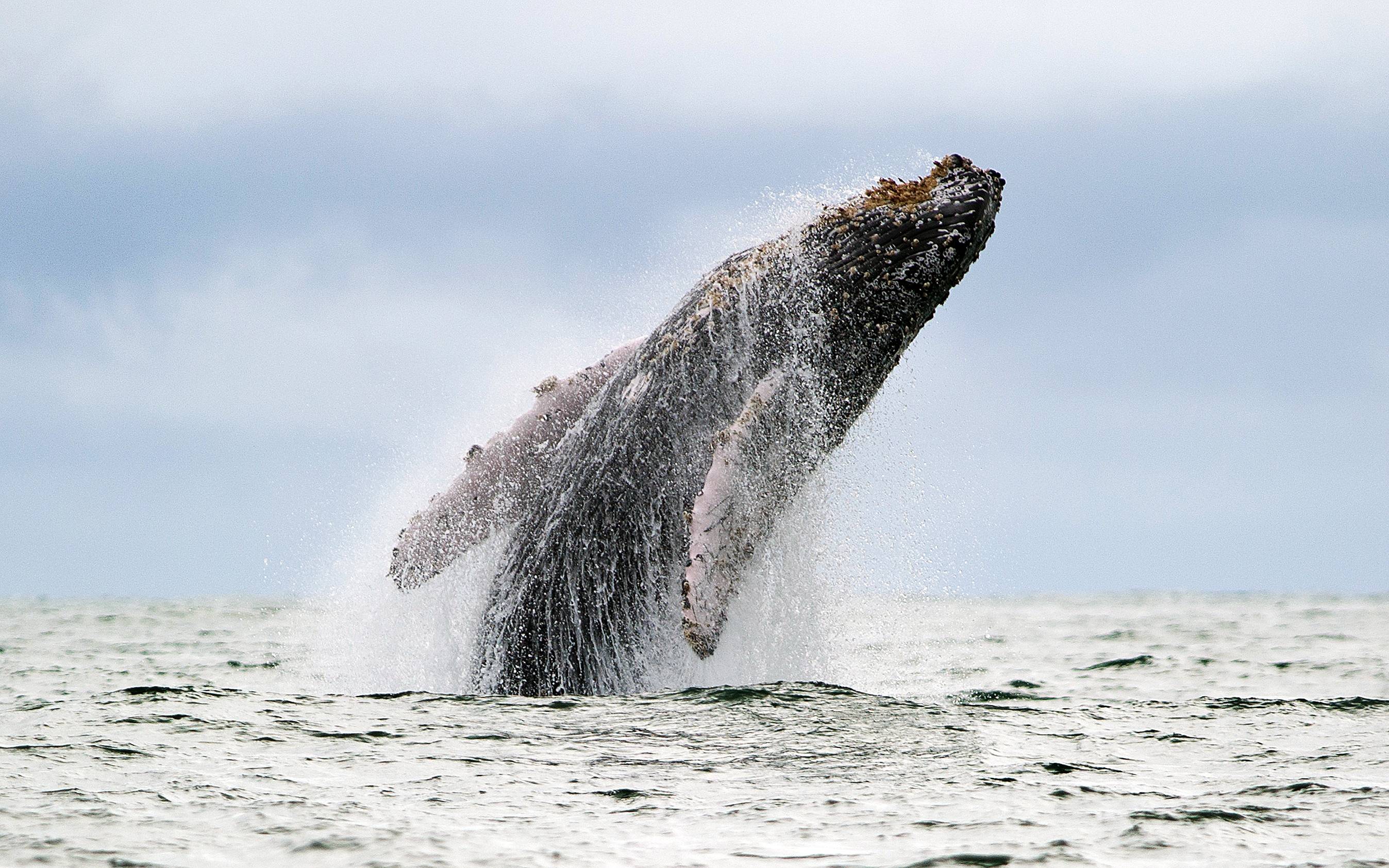 A Humpback whale jumps in the surface of the Pacific Ocean at the Uramba Bahia Malaga natural park in Colombia, on July 16, 2013. Humpback whales (Megaptera novaeangliae) migrate annually from the Antarctic Peninsula to peek into the Colombian Pacific Ocean coast, with an approximate distance of 8,500 km, to give birth and nurse their young. Humpback whales have a life cycle of 50 years or so and is about 18 meters. AFP PHOTO/Luis ROBAYO        (Photo credit should read LUIS ROBAYO/AFP/Getty Images)