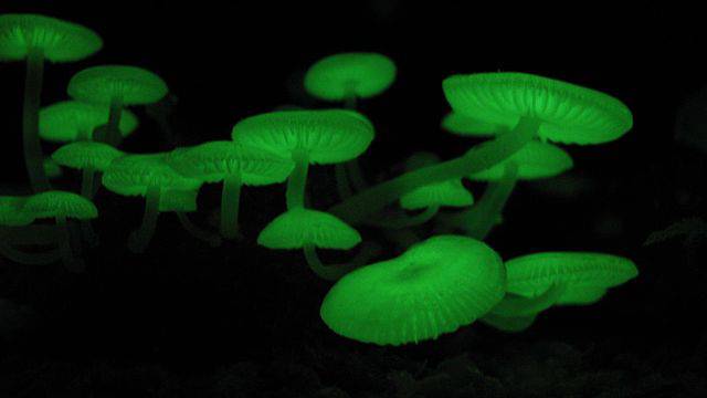 I funghi luminosi Mycena chlorophos (lalalfdfa, CC BY-SA 3.0, Wikipedia)