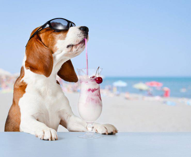 spiagge per cani