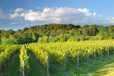 Vigneti della Franciacorta (Roberto Cerruti, iStock)