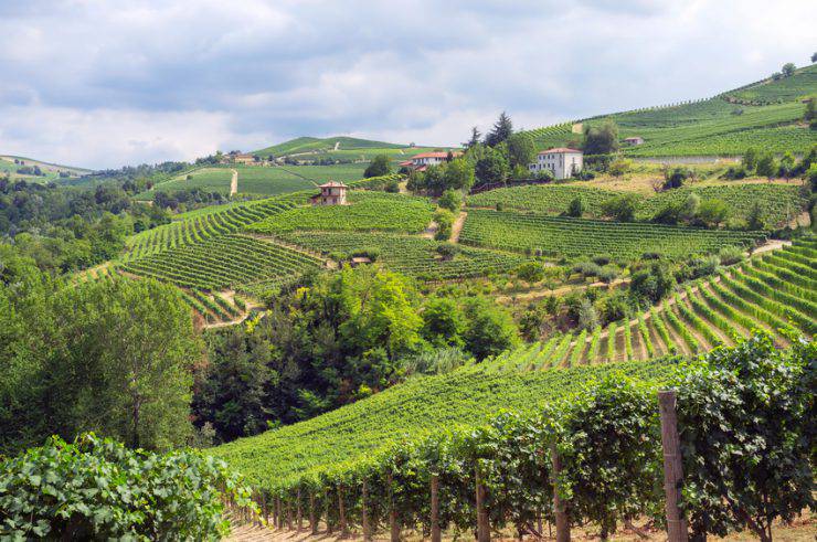 I vigneti delle Langhe in estate (Stefano Pezzolato, iStock)