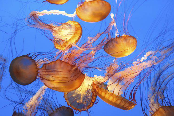 Jellyfish inside an aquarium with mood lighting