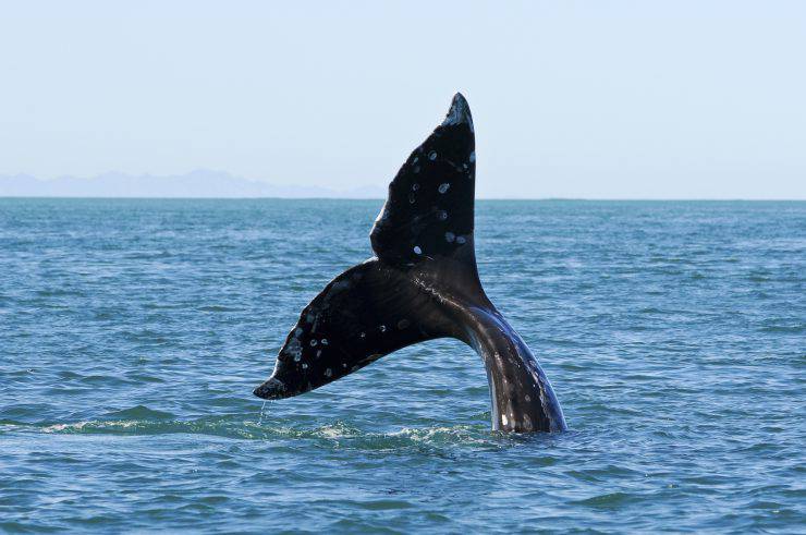 grey whale whatching