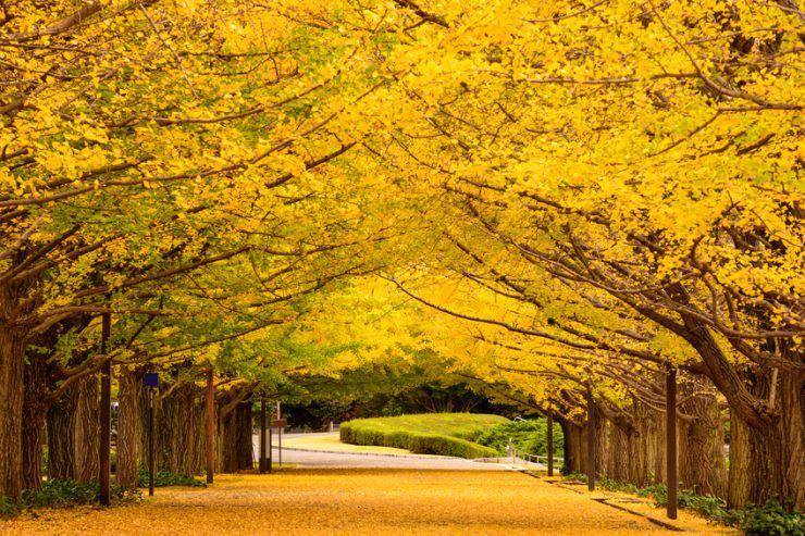 Tokyo in autunno (Sean Pavone, iStock)