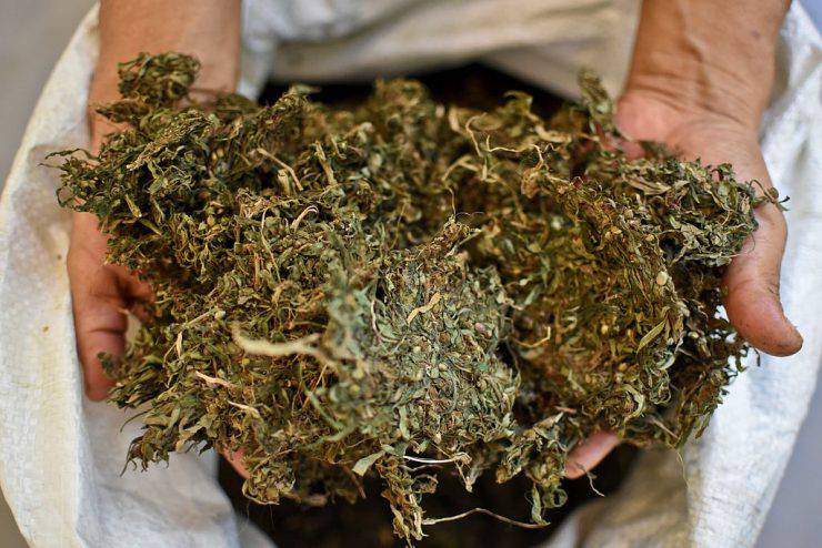 A Colombian indigenous woman holds dry marijuana leaves at a laboratory of Toez indigenous reservation, in the rural area of Caloto, department of Cauca, Colombia, on May 23, 2016.  An intimate cannabis spray is produced at Toez indigenous reservation to improve women's sexual response regarding lubrication and low sensitivity.  / AFP / LUIS ROBAYO / TO GO WITH AFP STORY BY LISSY DE ABREU        (Photo credit should read LUIS ROBAYO/AFP/Getty Images)