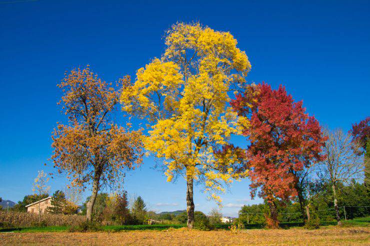 foliage in italia